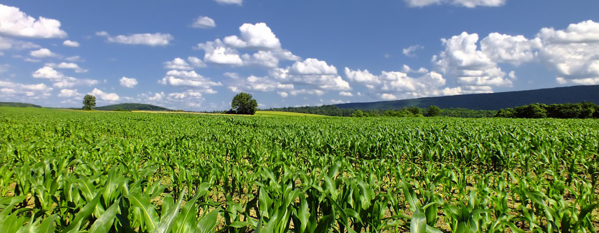 Viusid Agro Catalysis Agrovet